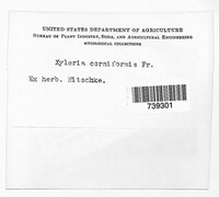 Xylaria corniformis image